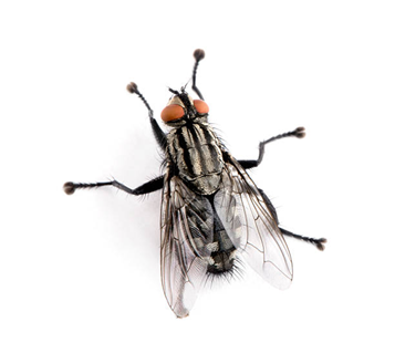 Flesh Fly  